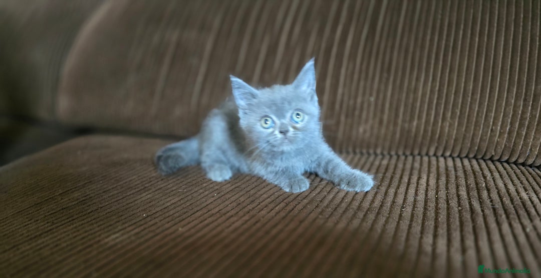 Scottish Straight gatos en venta: Gatcot.com - Imagen 6