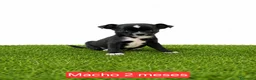 Chihuahua perros en venta: Impresionantes chihuahuas micro Toys - Anuncio 6
