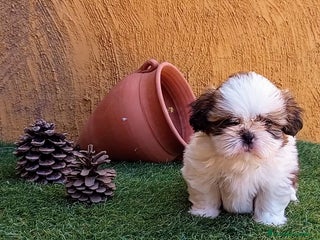 Shih Tzu perros - Anuncio 17