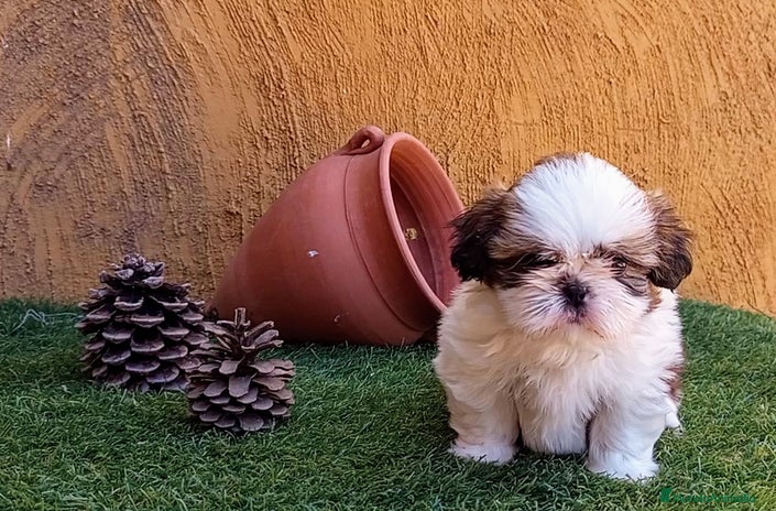 Shih Tzu perros - Anuncio 2