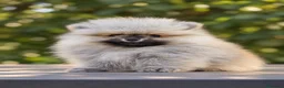 Pomerania perros en venta: Pomerania machos de líneas exclusivas y exóticas - Anuncio 12