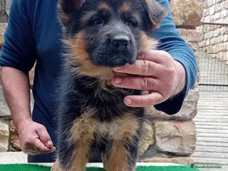 Pastor Alemán perros Pastores alemanes de CARMARGUT - Anuncio 1