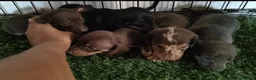 Teckel Miniatura perros en venta: Camada de Teckel miniatura - Anuncio 2