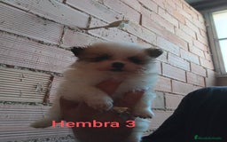 Pomerania perros en venta: POMERANIAS LULUS CALIDAD Y SELECCIÓN  - Imagen 6