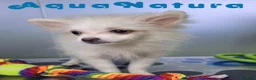 Pomerania perros en venta: Pomerania Hembra 8296 AQUANATURA - Anuncio 4