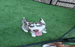 Husky Siberiano perros en venta: Husky ojos dispar chocolate - Imagen 2