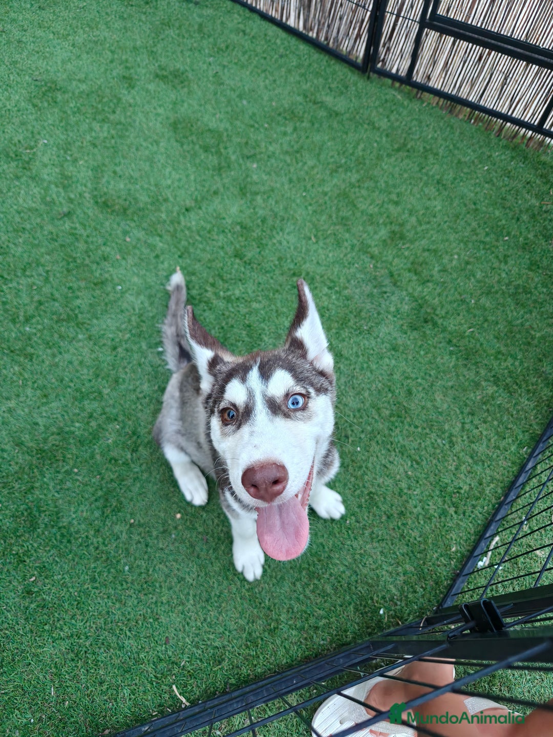 Husky Siberiano perros en venta: Husky ojos dispar chocolate - Imagen 2