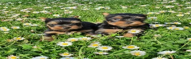 Yorkshire Terrier Cachorro 2