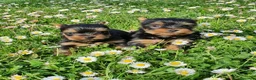 Yorkshire Terrier perros en venta: Yorkshires  - Anuncio 10