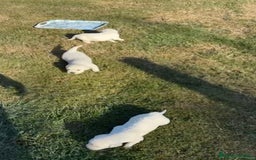 Golden Retriever perros en venta: NUEVAS CAMADAS GOLDEN RETRIEVER  - Imagen 8