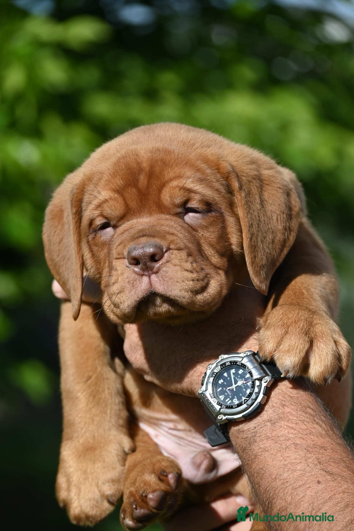 Dogo de Burdeos perros Espectacular camada de Digo de Burdeos - Anuncio 2