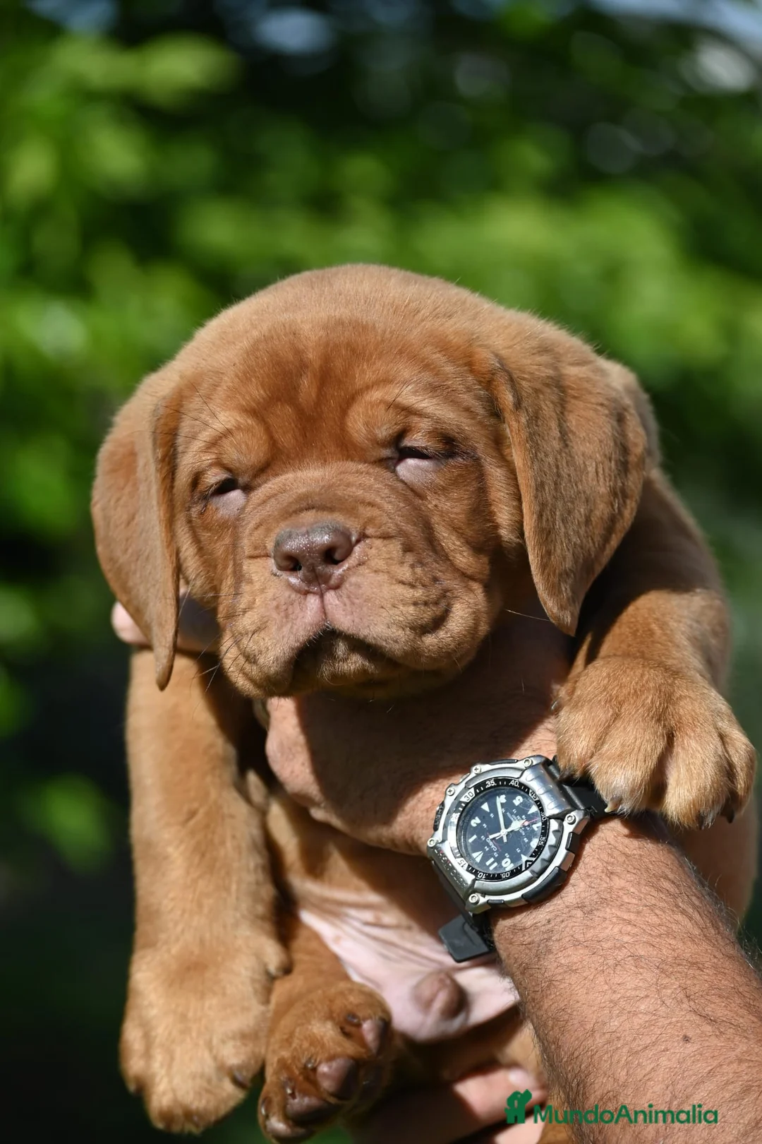 Dogo de Burdeos perros en venta: Espectacular camada de Dogo de Burdeos - Anuncio 2