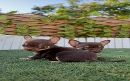 Chihuahua perros en venta: CHIHUAHUA CHOCOLATE & TAN - Imagen 21