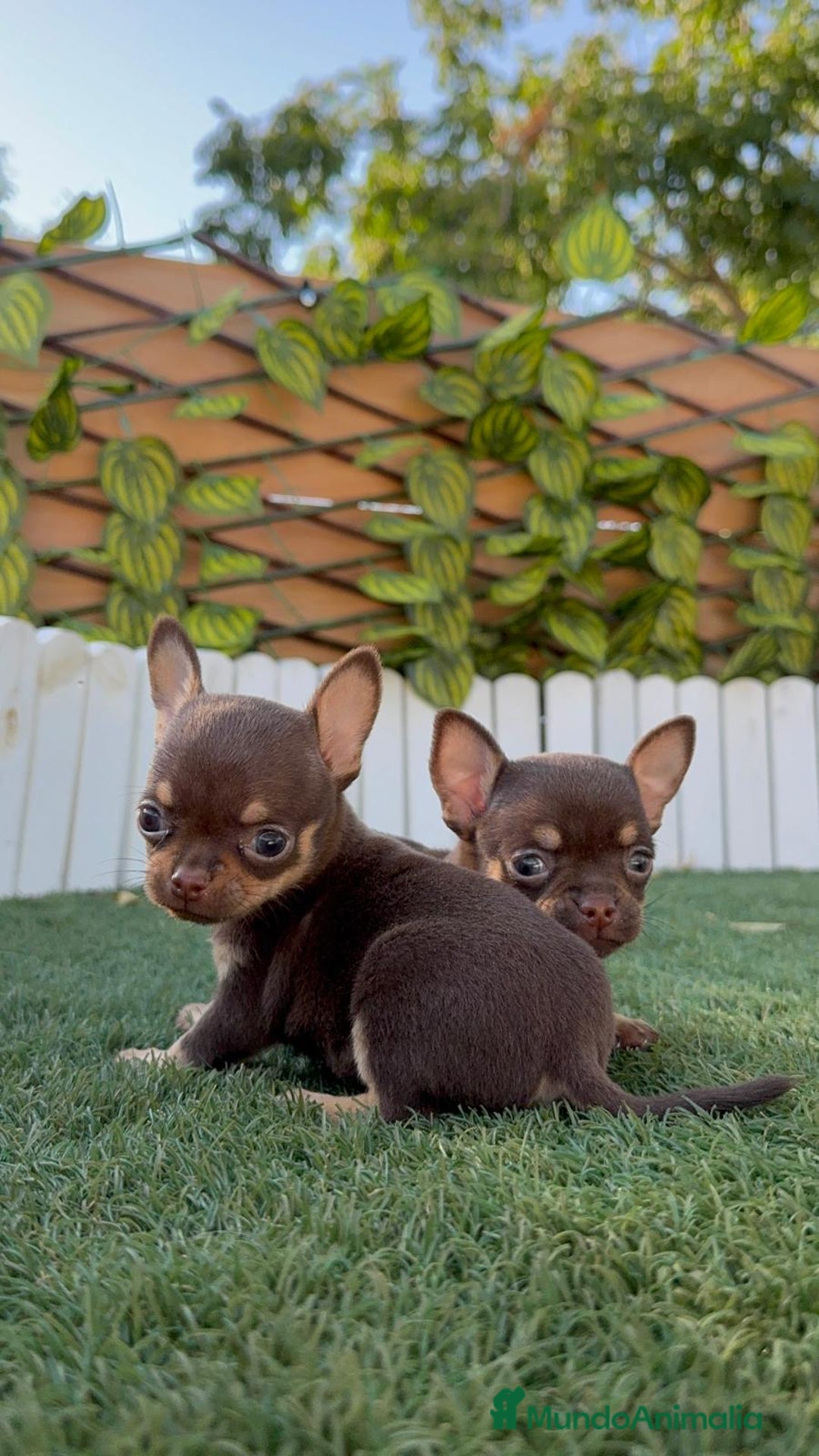 Chihuahua perros en venta: CHIHUAHUA CHOCOLATE & TAN - Imagen 21