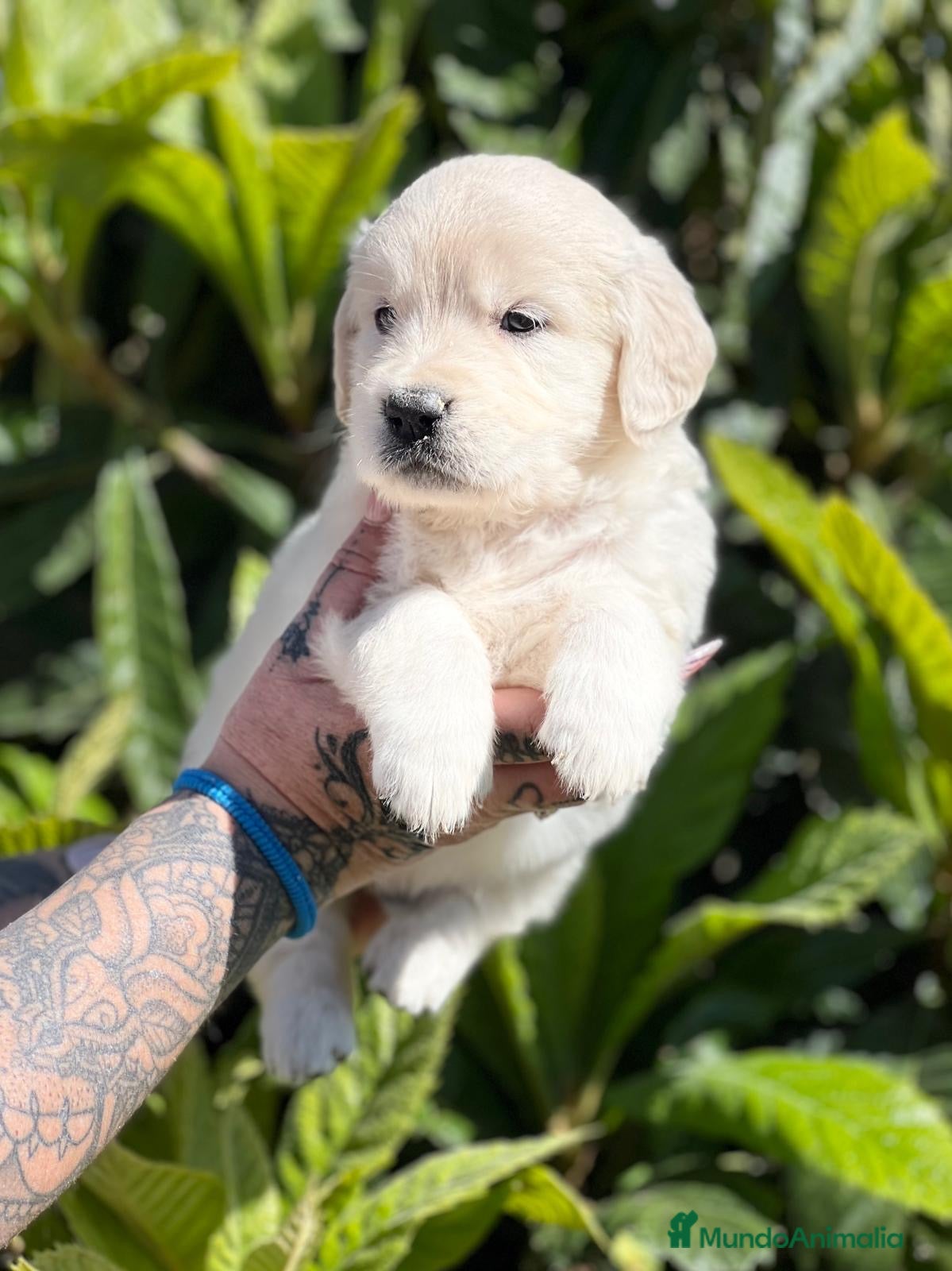 Golden Retriever perros GOLDEN MACHO en Barcelona - Anuncio 2