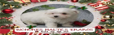 Bichón Maltés Cachorro 7