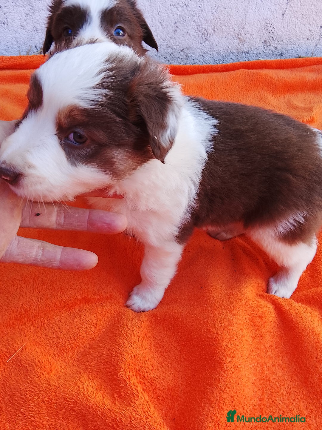 Border Collie perros en venta: Border collie  - Imagen 1