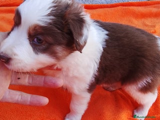 Border Collie perros - Anuncio 1