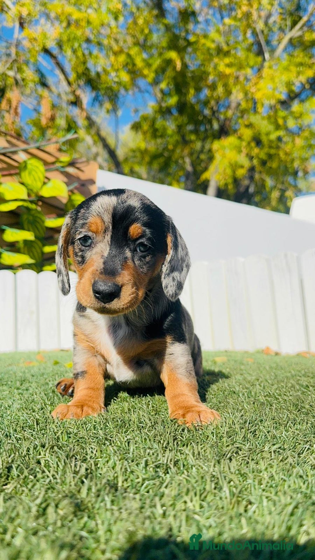 Teckel Miniatura perros en venta: TECKEL MINIATURA HEMBRA - Anuncio 7