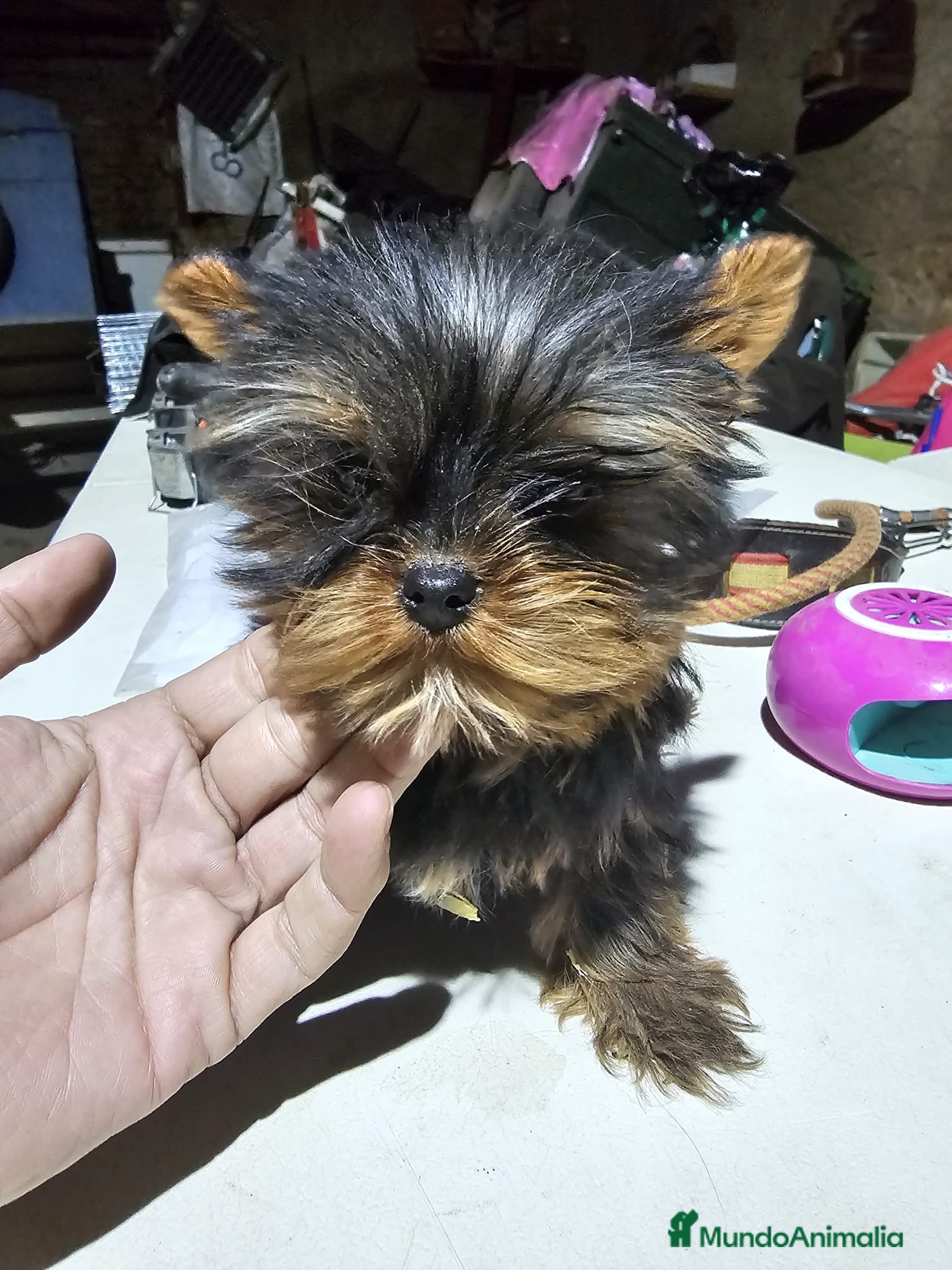 Yorkshire Terrier perros Yorksire toy - Anuncio 1