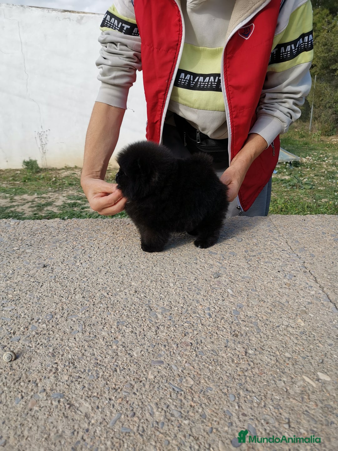 Pomerania perros en venta: Pomerania auténtico hembras - Anuncio 3