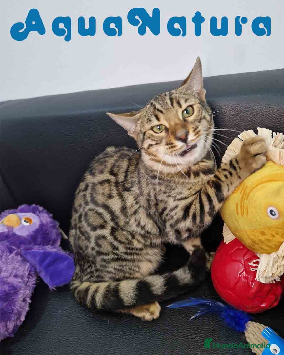 Bengalí gatos en venta: Bengali Macho 1732 AQUANATURA - Anuncio 5