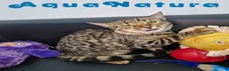 Bengalí gatos en venta: Bengali Macho 1732 AQUANATURA - Anuncio 5