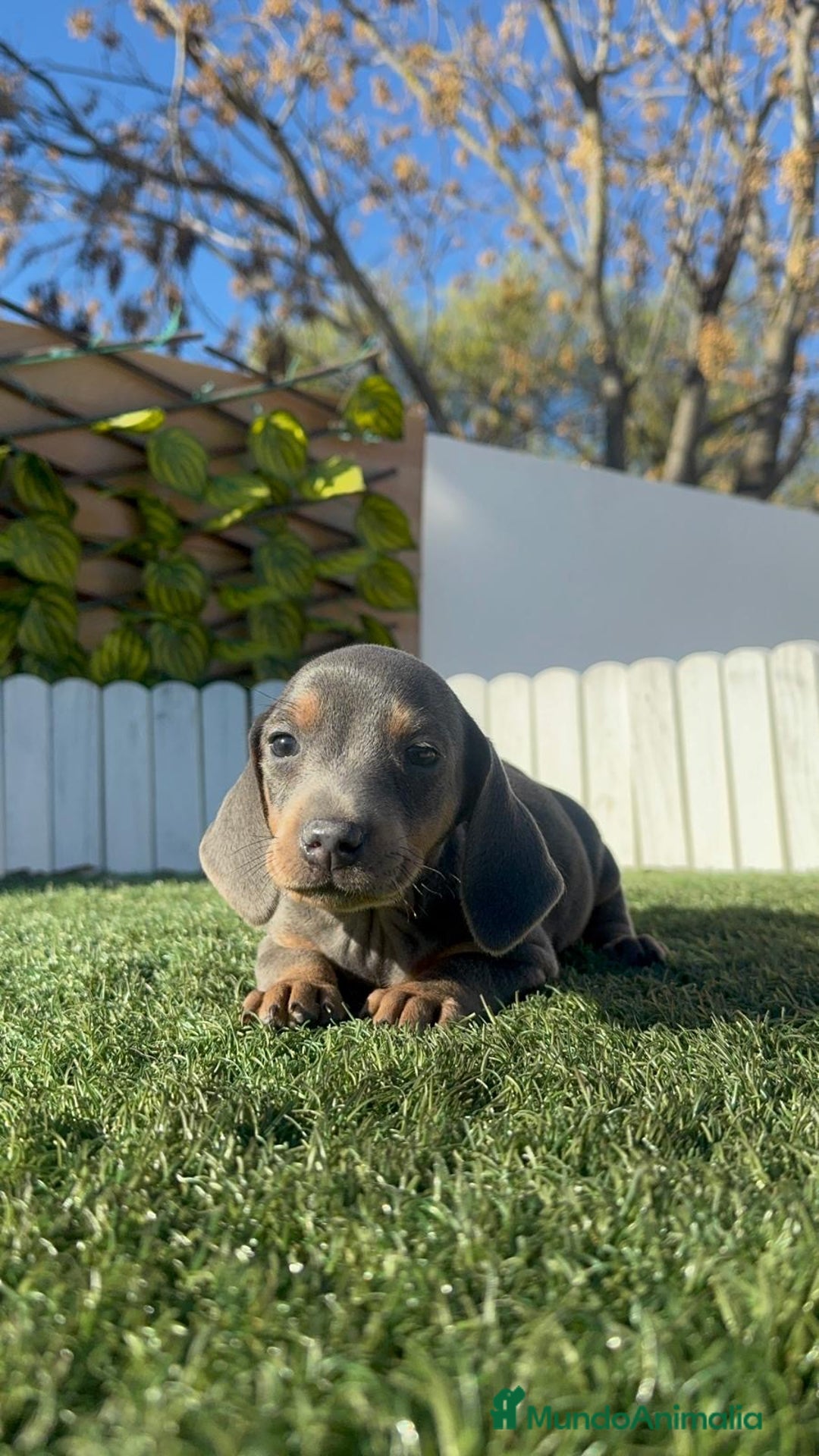 Teckel Miniatura perros en venta: TECKEL MINIATURA BLUE - Anuncio 13