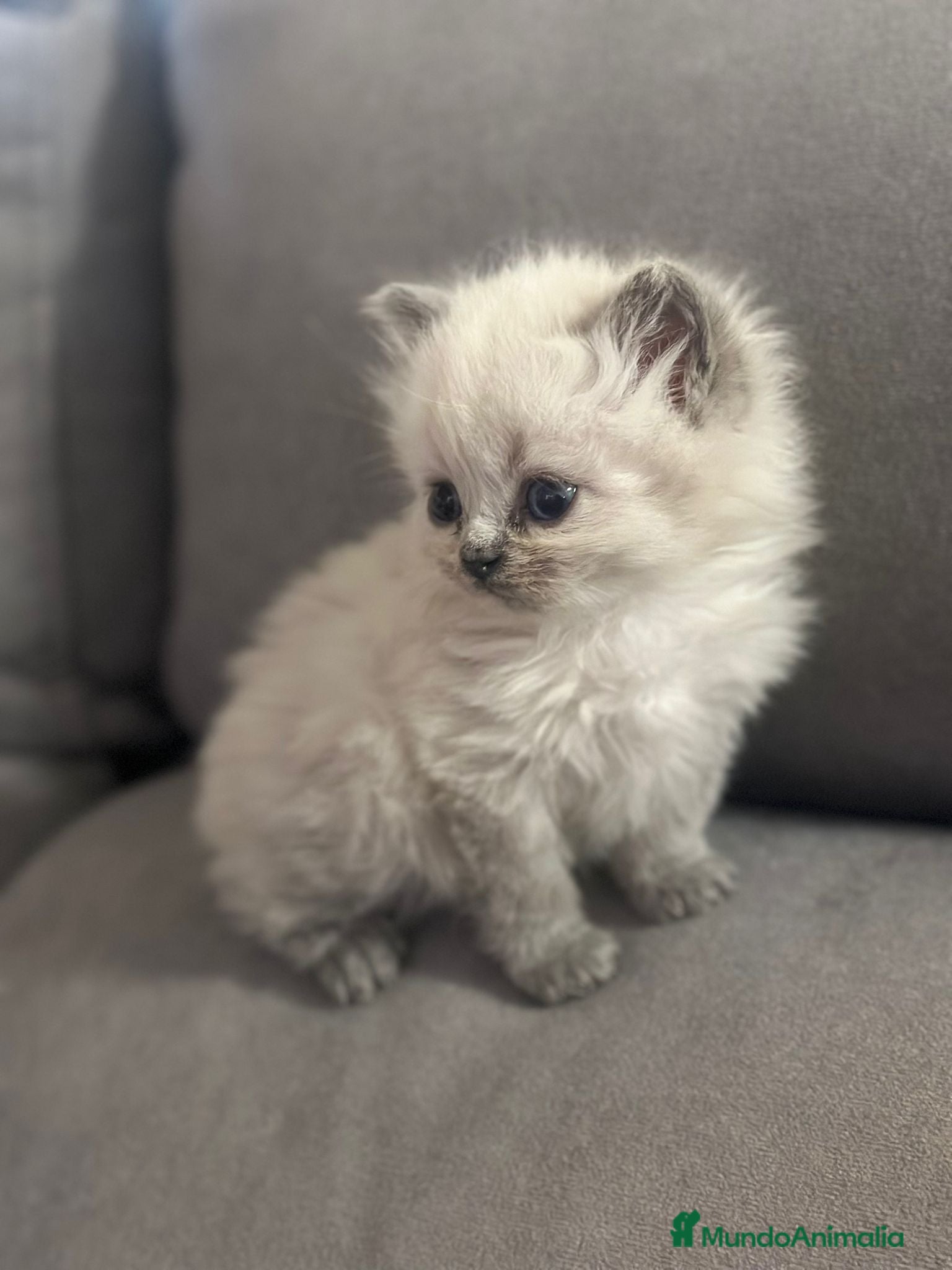 Sagrado de Birmania gatos SAGRADOS DE BIRMANIA  - Anuncio 1