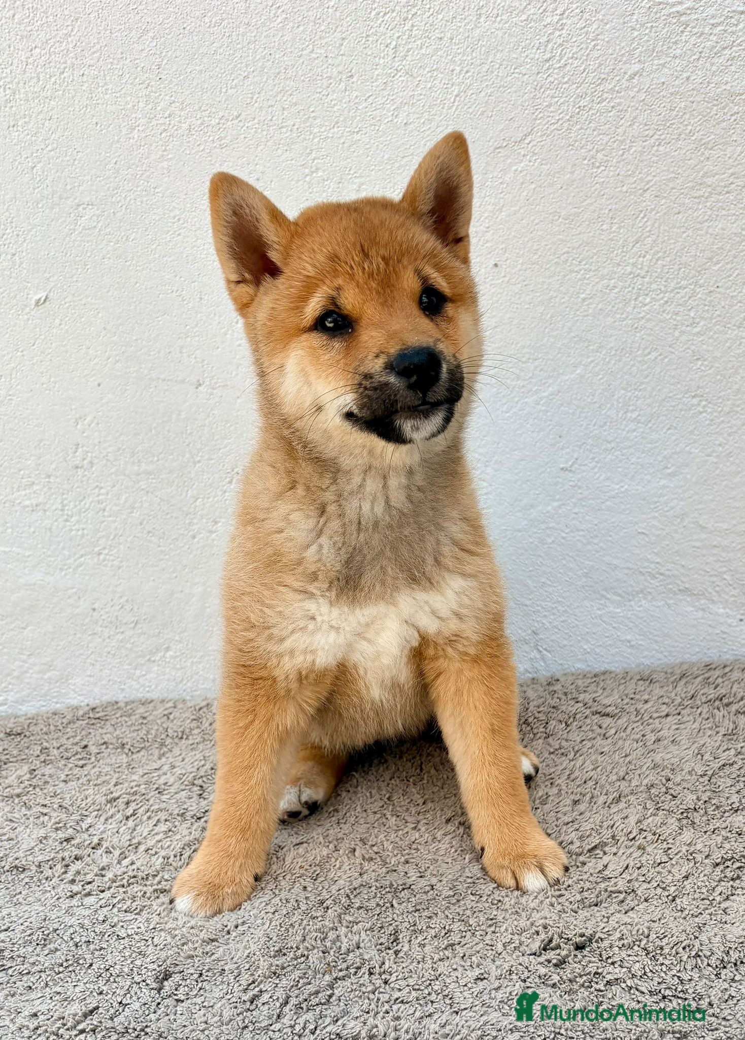 Shiba Inu perros Shiba Inu Hembra - Anuncio 7