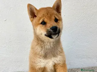Shiba Inu perros Shiba Inu Hembra - Anuncio 2