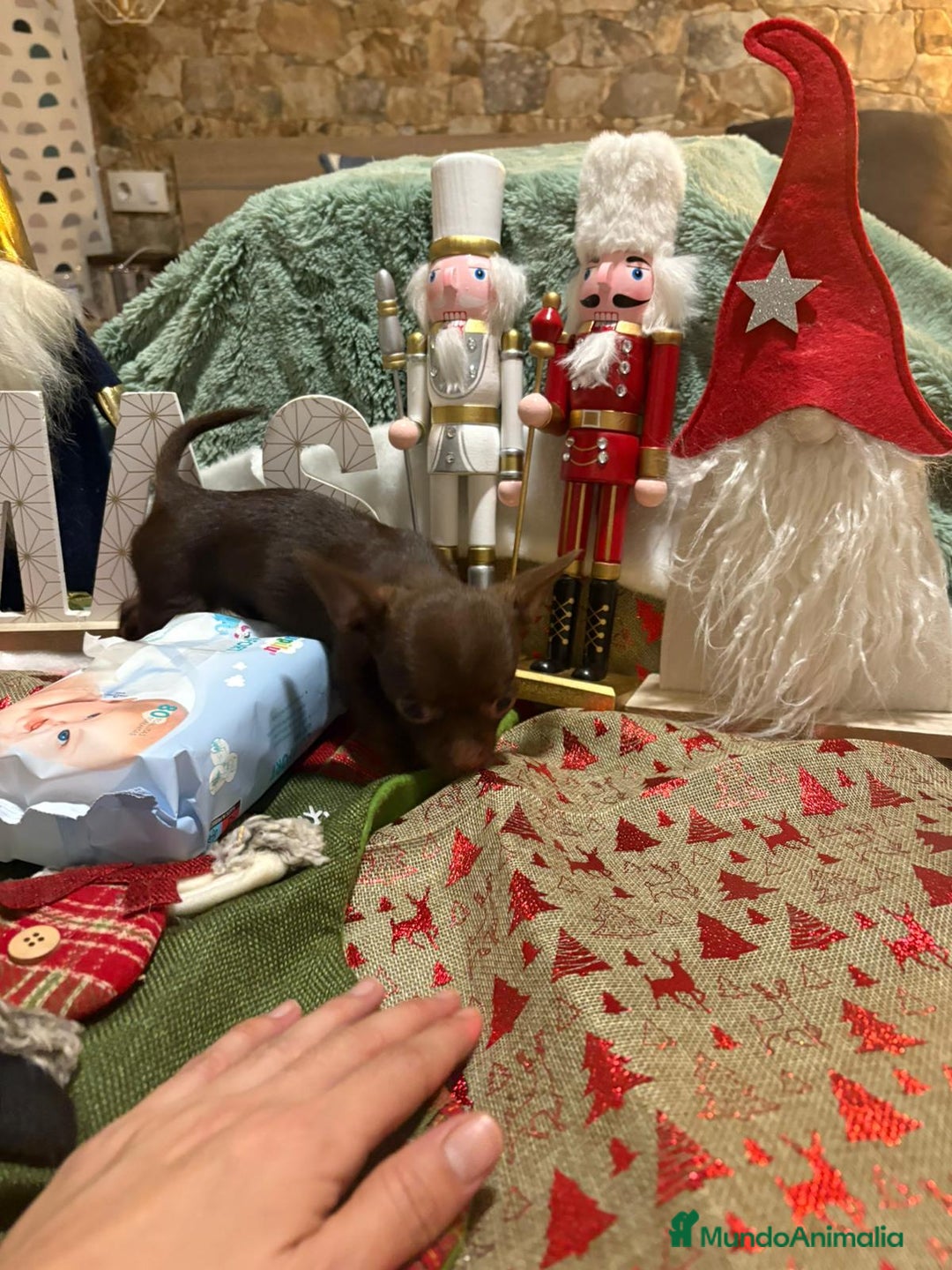 Chihuahua perros en venta: Chihuahua mini toy chocolate  - Anuncio 3