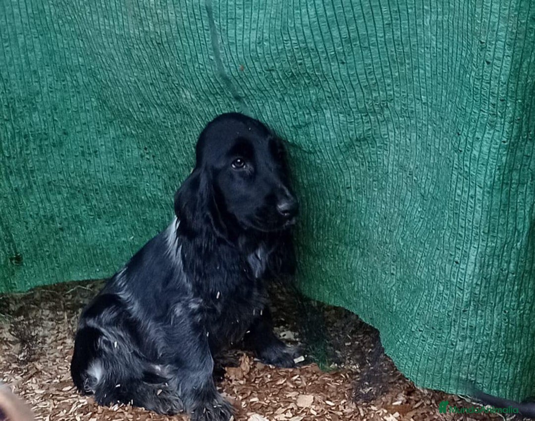 Cocker Spaniel Inglés perros en venta: Precioso bebé de Cocker Spaniel - Imagen 1