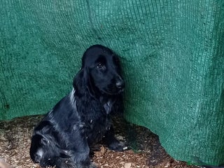 Cocker Spaniel Inglés perros - Anuncio 4
