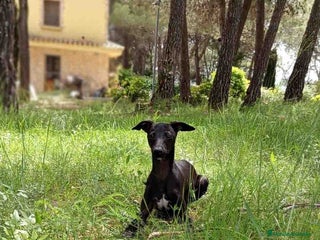 Pequeño Lebrel Italiano perros en Barcelona - Anuncio 30