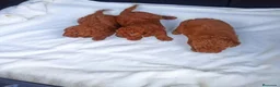 Caniche Toy perros en venta: ‼️‼️CANICHES ROJOS 50% ASIÁTICOS  - Anuncio 2