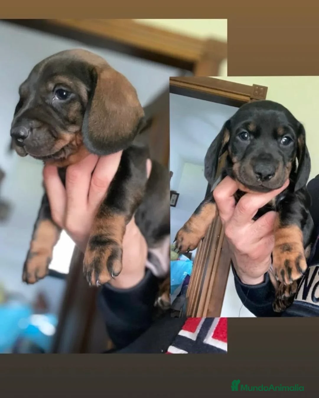 Teckel perros en venta: Teckel negro fuego fuego y venado - Anuncio 2