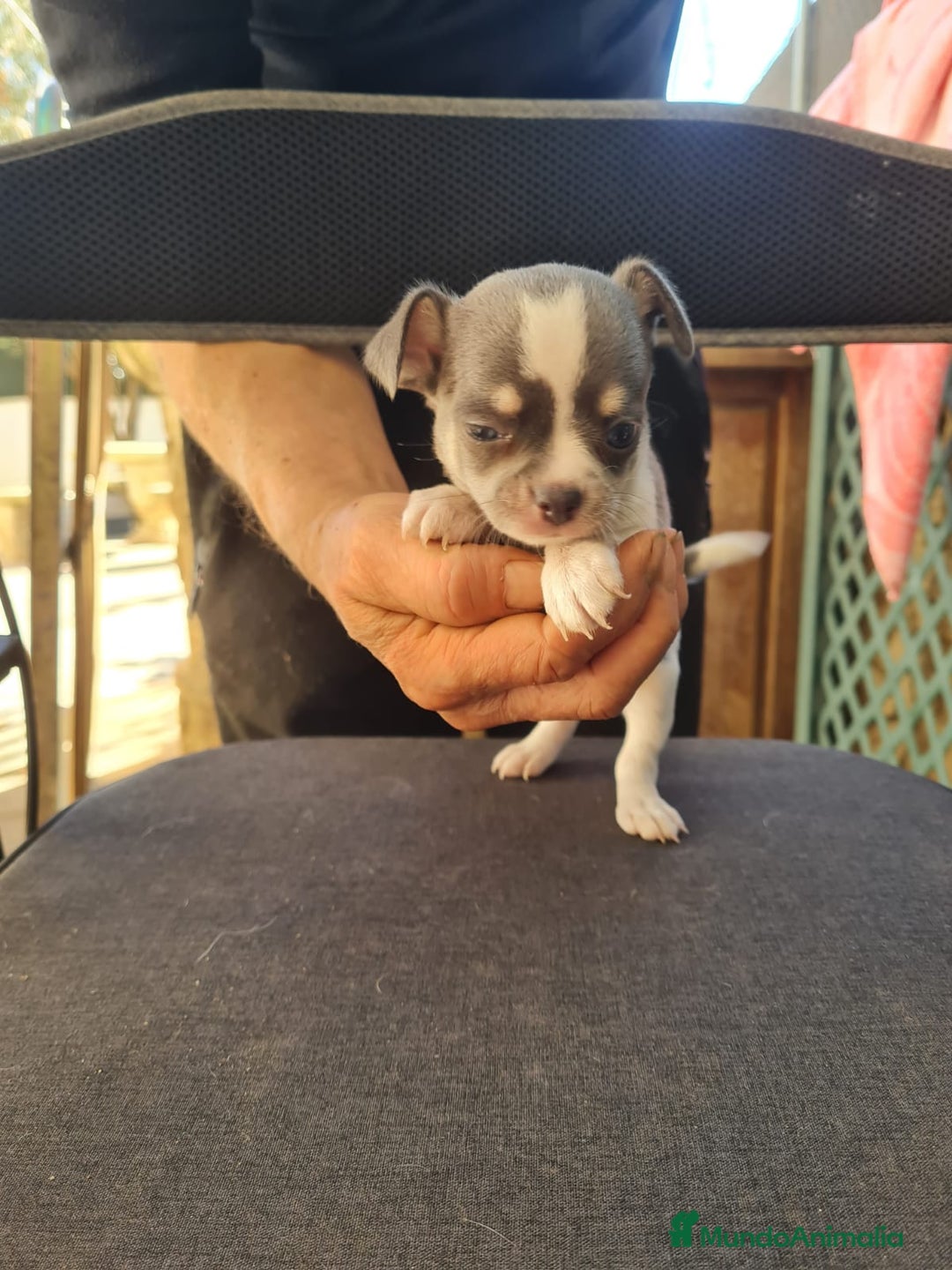 Chihuahua perros en venta: Chihuahua toy - Anuncio 5