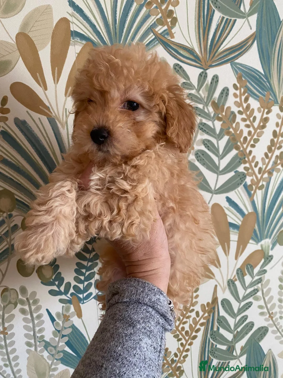 Caniche Toy perros en venta: Precio y fotos reales en Madrid - Anuncio 2