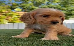 Cocker Spaniel Inglés perros en venta: COCKER SPANIEL INGLES HEMBRA - Imagen 16