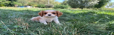 Cavalier King Charles Spaniel 2