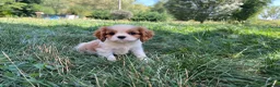Cavalier King Charles Spaniel perros en venta: Cachorros Cavalier King charles spaniel - Anuncio 2
