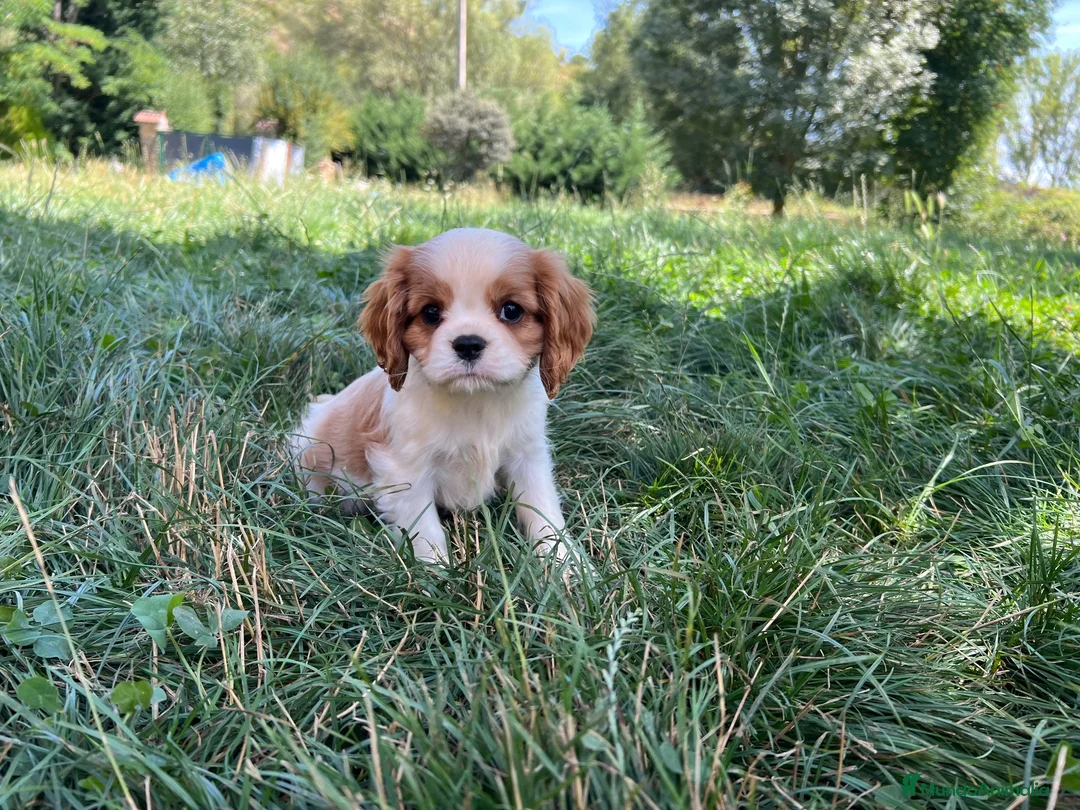 Cavalier King Charles Spaniel perros en venta: Cachorros Cavalier King charles spaniel - Anuncio 2