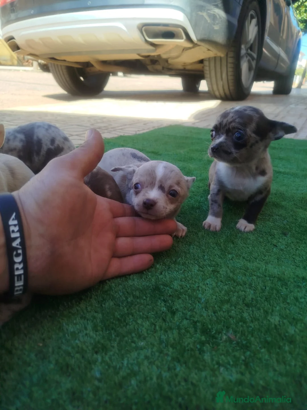 Chihuahua perros en venta: Chihuahuas Toy colores exóticos  en Córdoba - Anuncio 6