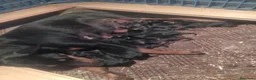 Pinscher Miniatura perros en venta: Camada de minipincher - Anuncio 1