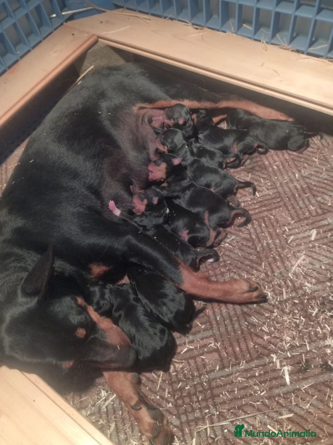 Pinscher Miniatura perros en venta: Camada de minipincher - Anuncio 1