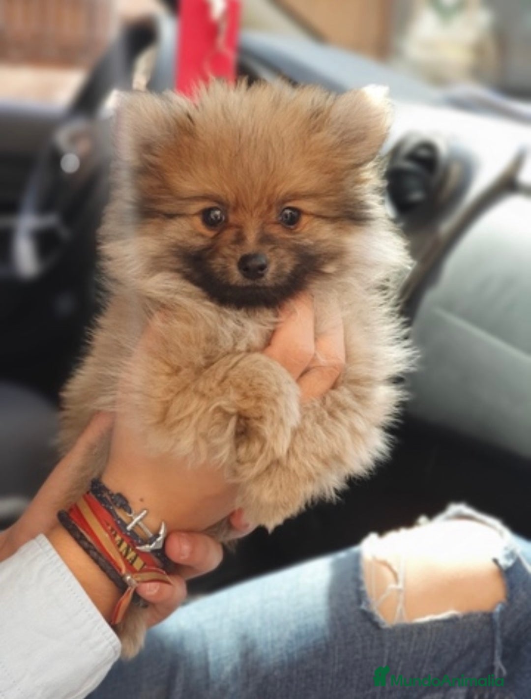 Pomerania perros en venta: Cachorros Pomerania 700€ PRECIO REAL - Anuncio 2