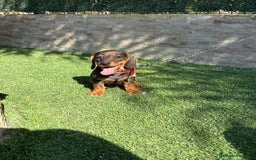 Teckel perros en venta: Teckel cachorro macho  - Imagen 2
