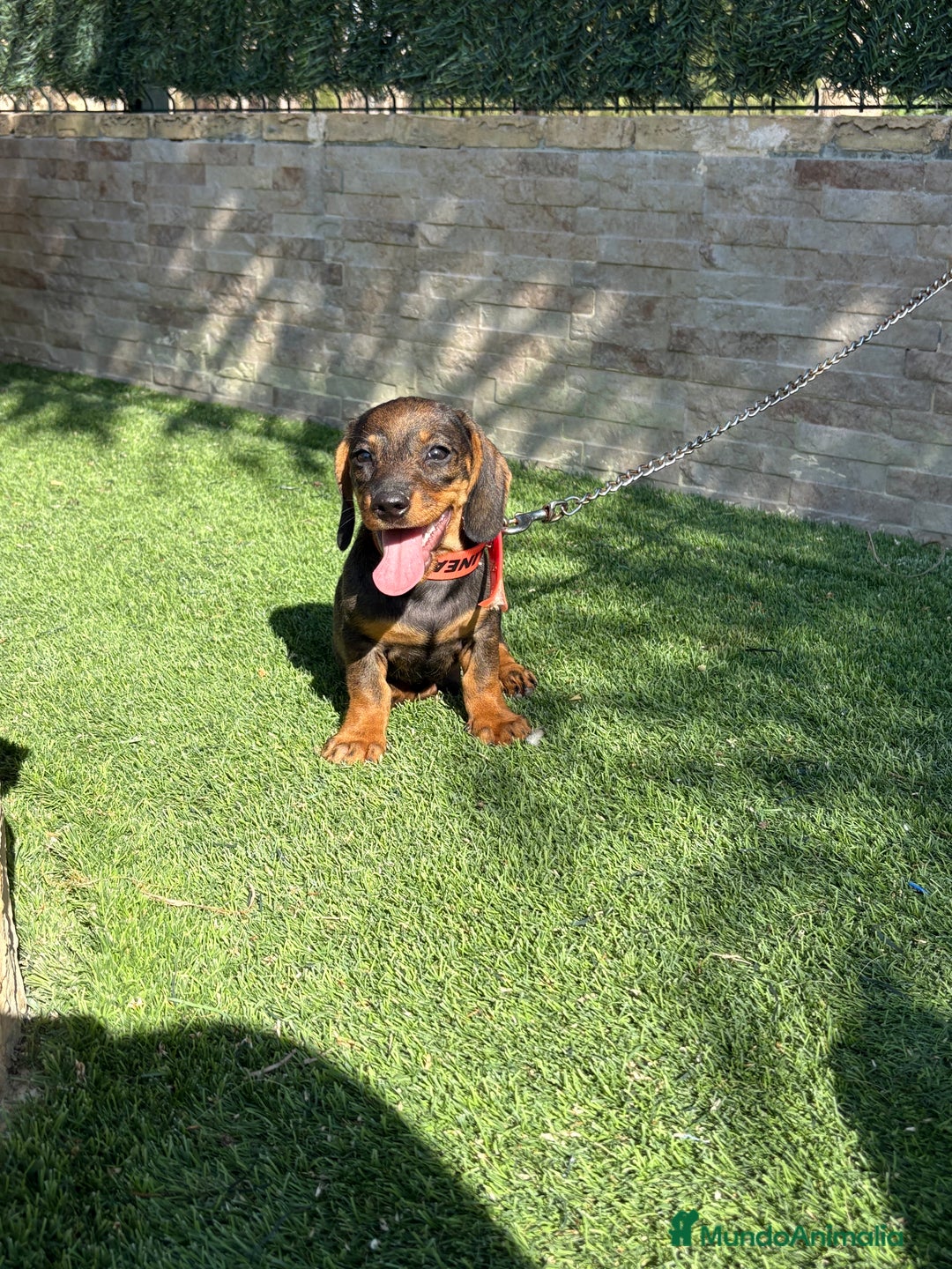 Teckel perros en venta: Teckel cachorro macho  - Imagen 2