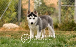 Husky Siberiano perros en venta: Husky siberiano disponibles - Imagen 4